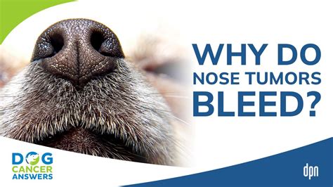 Why Do Nose Tumors Bleed? | Dr. Brooke Britton