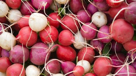 12 Types of Radishes