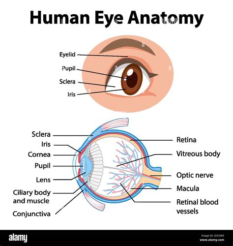 Anatomy Eye Anatomy Parts Labeled Clipart 1 Classroom Clipart | Images ...