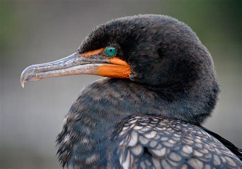 June 2018 Bird of the Month – Double-crested Cormorant – Audubon Everglades