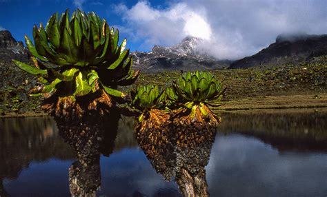 Giant Groundsels (Dendrosenecio keniodendron), Mount Kenya - a photo on Flickriver