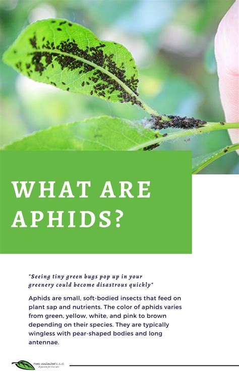 PPT - Aphid Infestation: How to Identify & Get Rid of Aphids PowerPoint ...