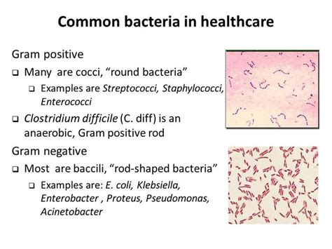 Types Gram Negative Bacteria