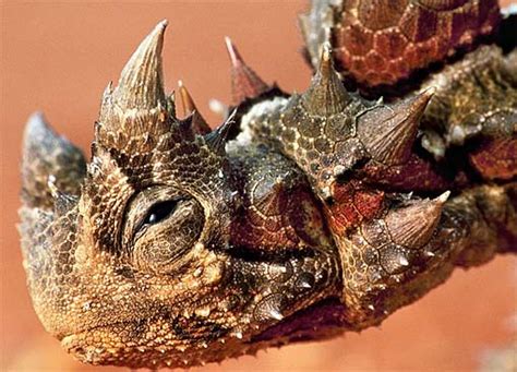 Thorny Devil Lizard - Prickly Desert Ant-Eater | Animal Pictures and ...