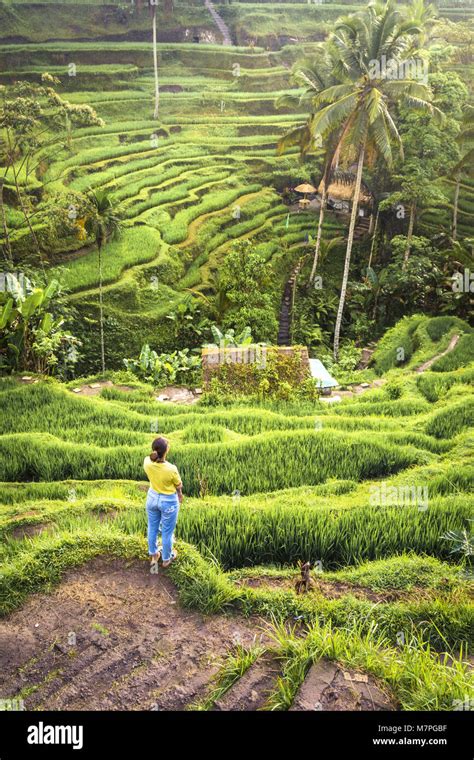 The beautiful rice terraces of Tegallalang at sunrise, Ubud in Bali Stock Photo - Alamy