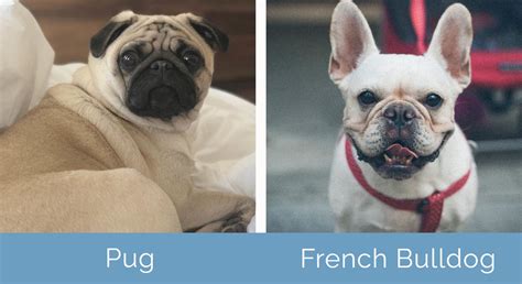 Pug vs French Bulldog: What's the Difference? | Hepper