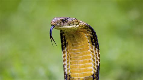 12 Ferocious Facts About King Cobras | Mental Floss