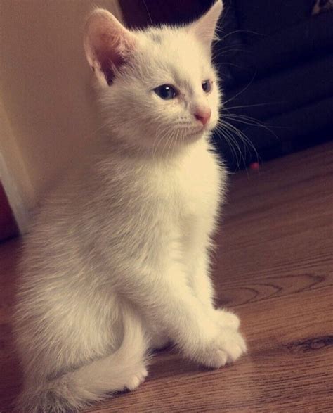 All white kittens with blue eyes! 8 week old ready to leave | in Cheetham Hill, Manchester | Gumtree