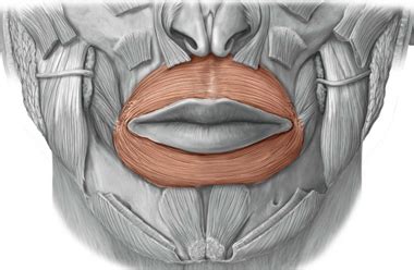 Orbicularis oris muscle Diagram | Quizlet