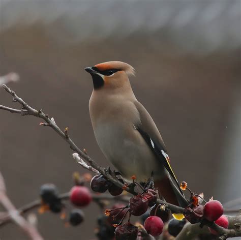 Bird Bohemian Waxwing - Free photo on Pixabay - Pixabay