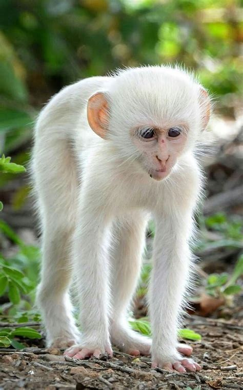 Albino Monkey Rare Albino Animals, Unusual Animals, Animals Beautiful ...