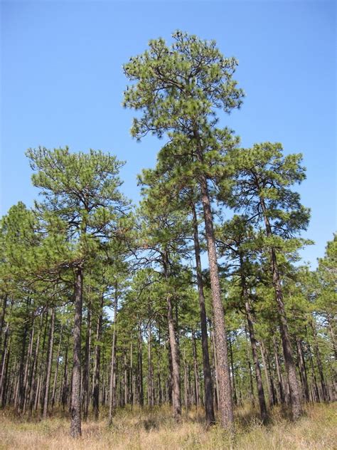 Longleaf Pine Restoration • The National Wildlife Federation Blog : The National Wildlife ...