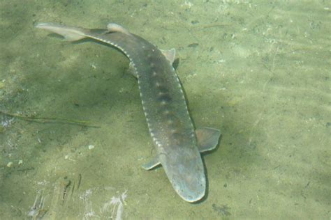 European Sturgeon | NOAA Fisheries