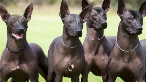 Perro peruano: la historia de cómo el Viringo se convirtió en ...