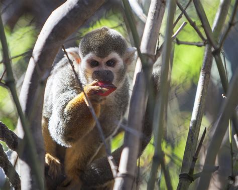 Squirrel Monkey - San Francisco Zoo & Gardens