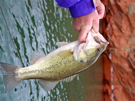 Types Of Bass Fish: Everything You Need To Know - AquariumPub