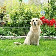 Best Electric Fences For Small Dogs - Updated November 2024