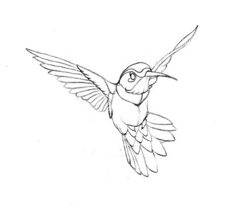 Hummingbird Drawing Outline at GetDrawings | Free download