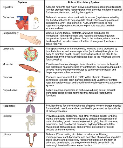 Circulatory System Ppt For Grade 5