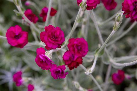 Five Plants for a Clay Soil Border - BBC Gardeners World Magazine