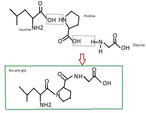 The Framework Of The Tripeptide L - Healy Shots