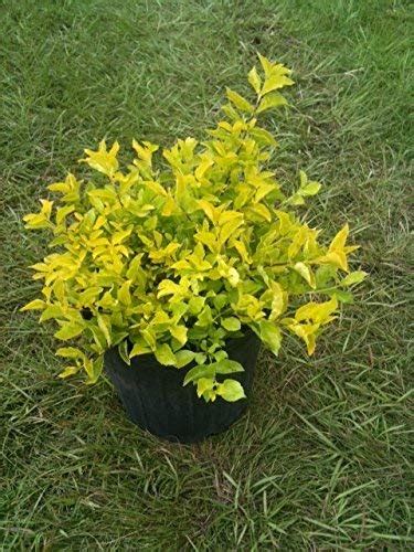 Golden Duranta Golden Hedge Plant Pot : Amazon.in: Garden & Outdoors