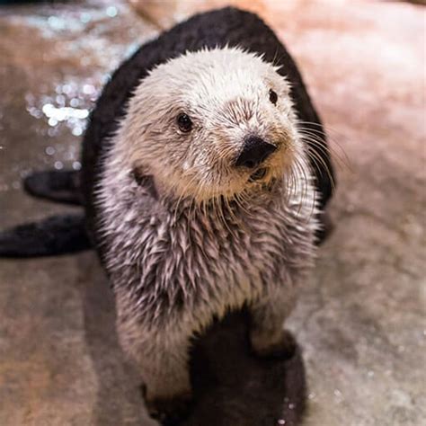 Southern Sea Otter - Georgia Aquarium