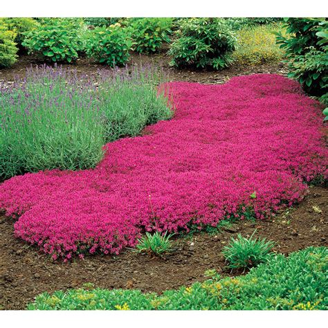 US$ 1.45 - Creeping Thyme Seeds Rock Cress Seeds Perennial Ground Cover Flower Pink Red Colors ...