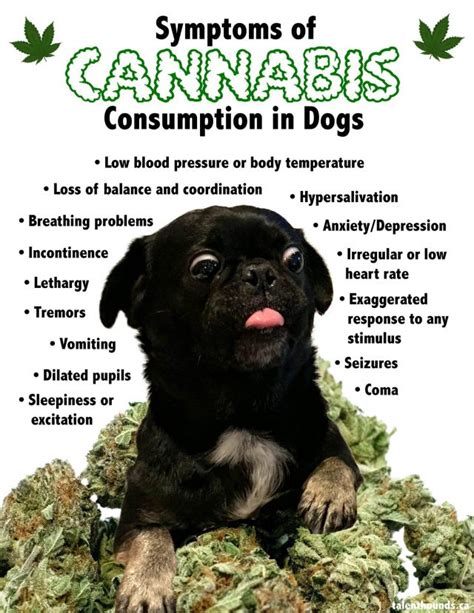 How to tell and what to do if your dog eats weed? - Talent Hounds