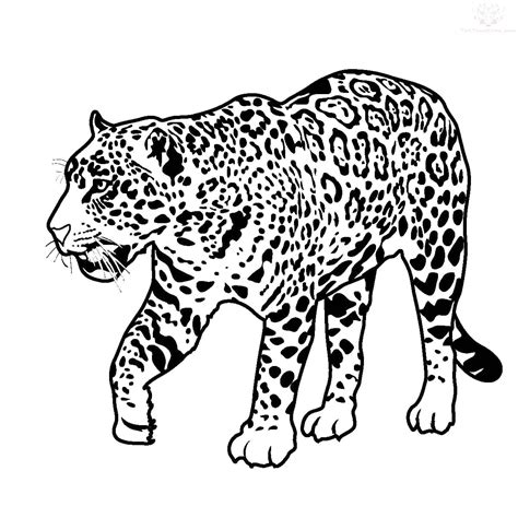 Jaguar Walking Transparent Image