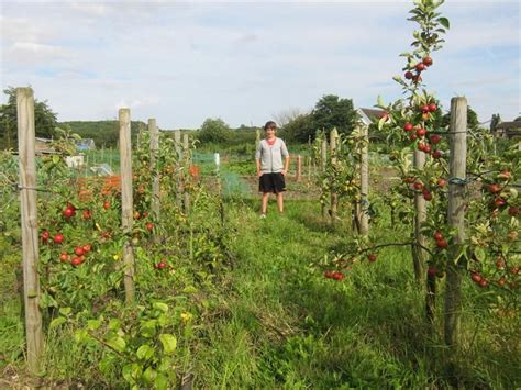 M27 apple trees on an allotment Growing Fruit Trees, Vegetable Benefits, Dread, Bountiful ...