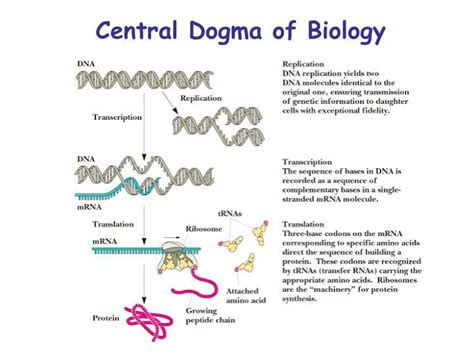 Central Dogma of Biology | Central dogma, Molecular genetics, Biology