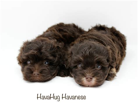 HavaHug Havanese Puppies - HavaHug Havanese Puppies of Michigan