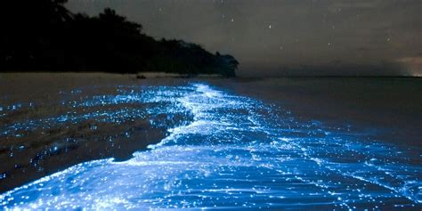 Glowing review: Exploring the beauty of bioluminescence