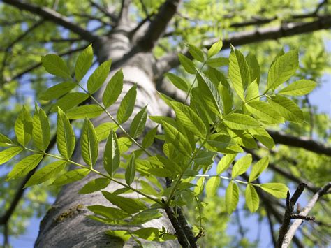 Ash Tree Leaves