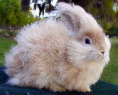 Breed: English Angora. Super super fuzzy. | Angora rabbit, Pet rabbit, Rabbit