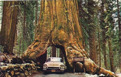 The Drive-Through Trees of California | Amusing Planet