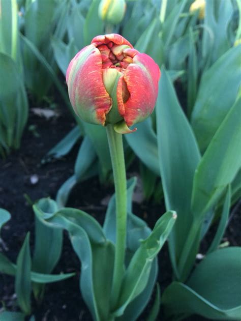 // Orange City, Iowa Tulip Festival // | Orange city, Tulip festival ...