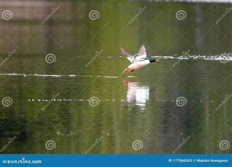 A Picture of a Male Common Merganser Flying in the Air. Stock Image - Image of nature, colorful ...