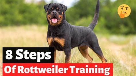 How Can I Train My Rottweiler To Protect Me