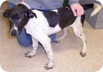 Nellie-URGENT! | Adopted Puppy | Small Cages | Anderson, IN | Rat Terrier/Border Collie Mix