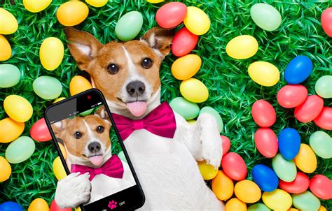 Photo Wallpaper Grass, Dog, Colorful, Easter, Happy, - Easter Dog ...