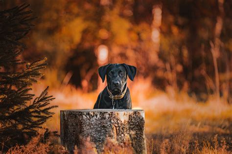 Dog Fall Forest Golden - Free photo on Pixabay