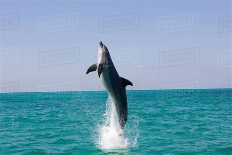 Leaping dolphin. - Stock Photo - Dissolve