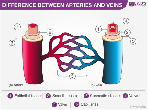 Discover Important Difference between Arteries and Veins