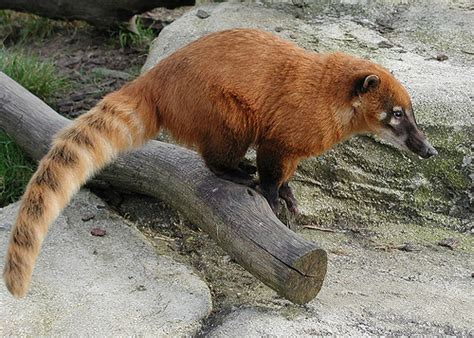 Coati | Wildlife Fact-Info and New Photos | The Wildlife