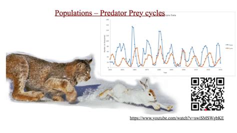 Describe And Explain A Predator Prey Graph