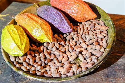 Learn the art of chocolate making at a cacao farm | Timbuktu Travel