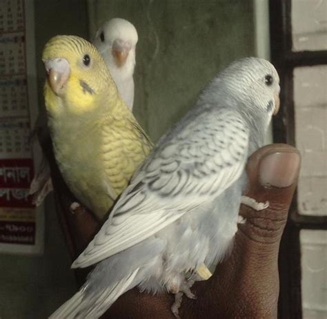 Budgerigar Breeding Pair | ClickBD