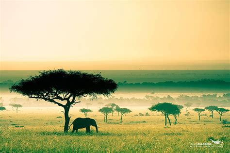 HD wallpaper: Africa, Mount Kilimanjaro, elephant, animals, nature ...